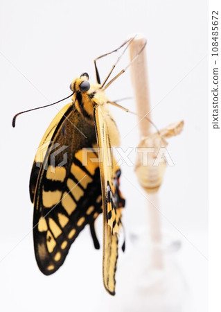 A cute yellow swallowtail butterfly holding onto a wooden stick on a white background and opening and closing its wings to send body fluids into the wing veins, vertical A cute yellow swallowtail butterfly holding onto a wooden stick on a white background and opening and closing its wings to send body fluids into the wing veins, vertical 108485672