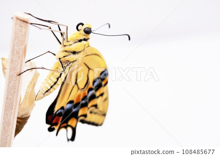 A close-up of a beautiful yellow swallowtail butterfly emerging from an empty pupa and catching on the end of a wooden stick and stretching its wings against a white background A close-up of a beautiful yellow swallowtail butterfly emerging from an empty pupa and catching on the end of a wooden stick and stretching its wings against a white background 108485677