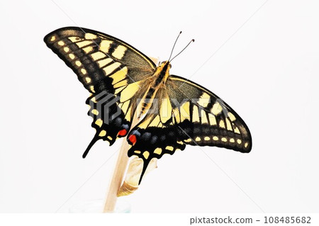 一隻美麗的黃色燕尾蝴蝶棲息,翅膀鋪在白色背景的木棍上 一隻美麗的黃色燕尾蝴蝶棲息,翅膀鋪在白色背景的木棍上 108485682