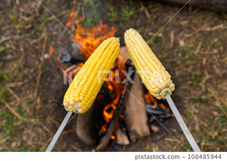 young corn is fried on a skewer on a fire, barbecue vegetables young corn is fried on a skewer on a fire, barbecue vegetables 108485944