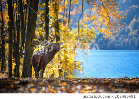 Deer with big horns stag in autumn forest on blue lake background. Wildlife scene from nature 108486491