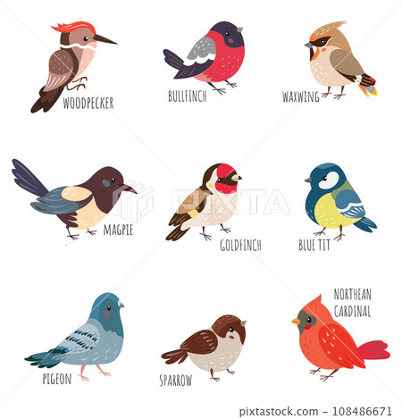 Isolated cartoon winter birds. Autumn bird species, woodpecker and bullfinch, yellow tit and pigeon. European forest wild and garden birdie, nowaday vector set 108486671