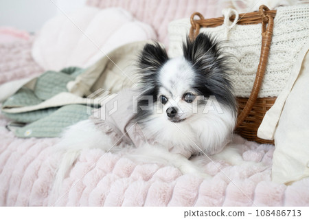 Chihuahua Maron on the sofa 108486713
