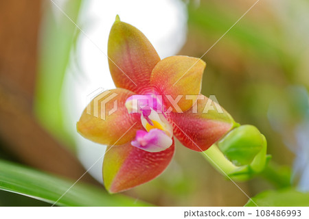 Tropical Phalaenopsis Orchid Hybrid flower in bloom 108486993