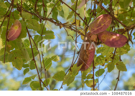 Autumn Taste: Mitsuba Akebi 108487016