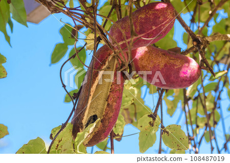 Autumn Taste: Mitsuba Akebi Autumn Taste: Mitsuba Akebi 108487019