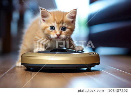 Little kitten on the floor in the living room looking how robot cleaning the floor Little kitten on the floor in the living room looking how robot cleaning the floor 108487292
