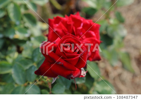 Arao City Ominous Citizen Flower Bed Rose Flower, 108487347