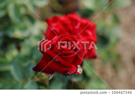 Arao City Ominous Citizen Flower Bed Rose Flower, Arao City Ominous Citizen Flower Bed Rose Flower, 108487348