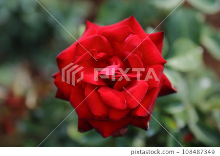 Arao City Ominous Citizen Flower Bed Rose Flower, 108487349