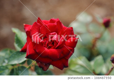 荒尾市少女公民花壇玫瑰花， 108487350