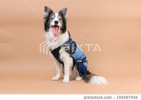 Border collie wearing clothes and posing in a sitting position 108487456