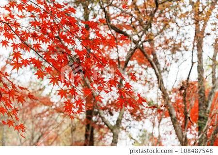 秋葉森林 108487548