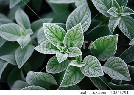 Green leaves of plants covered with frost 108487911