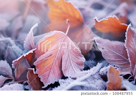 Frosty autumn morning. Hoarfrost on autumn leaves Frosty autumn morning. Hoarfrost on autumn leaves 108487955