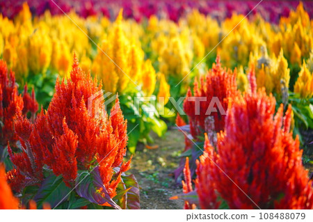 Celosia flowers blooming all over. Chiba prefecture. November 2022. 108488079