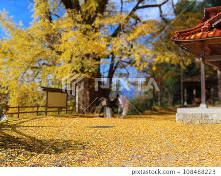The precincts covered with ginkgo trees 108488223