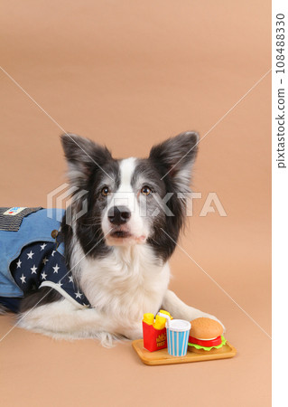 Border collie and hamburger set wearing clothes and pretending 108488330