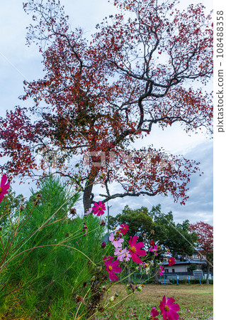Autumn deepens in Nara city park, cosmos and red goby leaves Autumn deepens in Nara city park, cosmos and red goby leaves 108488358