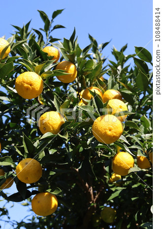 為毛呂山町里山村和藍天景色增色的特產柚子之鄉柚子 108488414