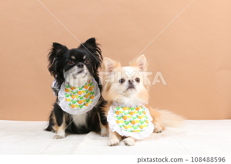 Two Chihuahuas wearing matching bibs 108488596