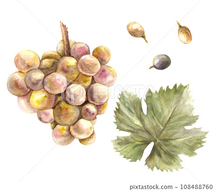 Watercolor bunch of grapes, grape leaves and grape berry set. Grapevine hand painted illustration. Design of menu, card, wine list, stickers, restaurant, bar printing. Isolated on white background.  108488760