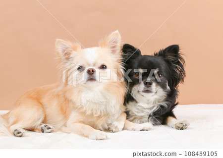 兩隻吉娃娃正在擁抱和擁抱 108489105