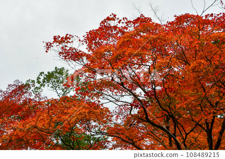 Autumn leaves in Kyoto and maple trees in Takao 108489215