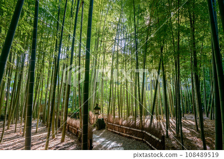 Small diameter of bamboo grove 108489519