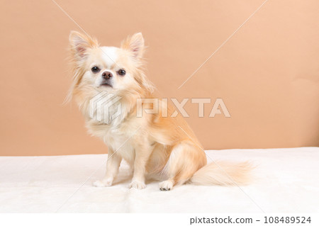 米色吉娃娃側身坐著 108489524