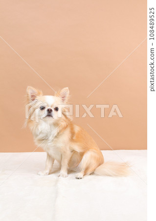 米色吉娃娃側身坐著 108489525