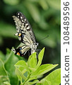 Swallowtail butterfly (Swallowtail butterfly) perched on a green leaf 108489596