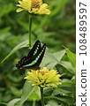 Swallowtail butterfly sucking nectar (Swallowtail butterfly) 108489597