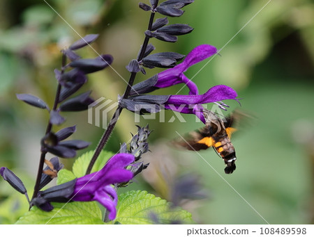 吸花蜜的蛾 吸花蜜的蛾 108489598