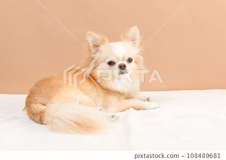 A cream-colored chihuahua with a face looking back A cream-colored chihuahua with a face looking back 108489681