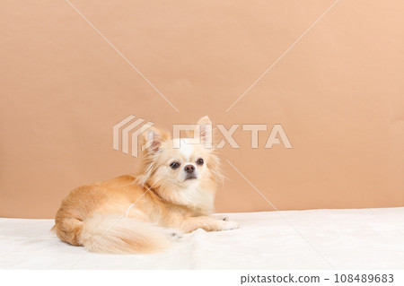 一隻奶油色的吉娃娃，臉向後看 108489683