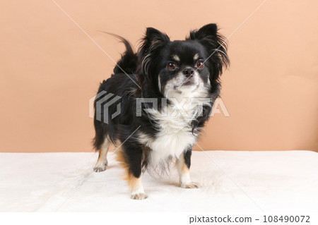 A black tan chihuahua standing 108490072