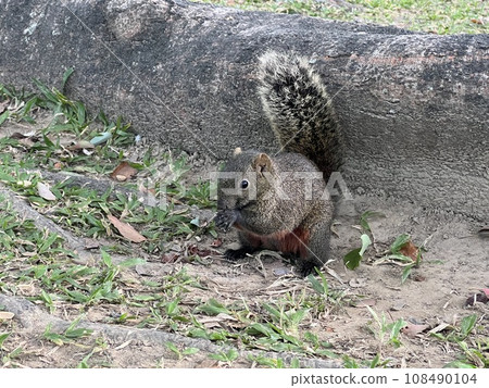 Curious squirrel in the park Curious squirrel in the park 108490104