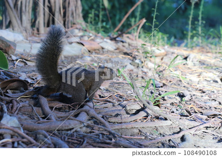 公園裡好奇的松鼠 公園裡好奇的松鼠 108490108