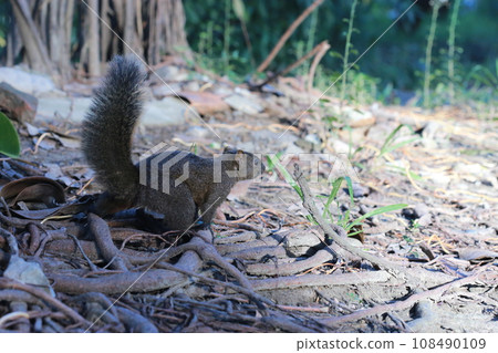 公園裡好奇的松鼠 公園裡好奇的松鼠 108490109