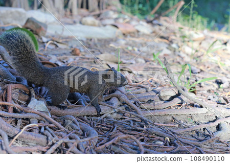 公園裡好奇的松鼠 公園裡好奇的松鼠 108490110