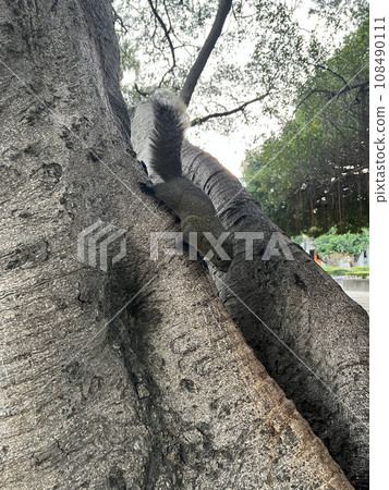 公園裡好奇的松鼠 公園裡好奇的松鼠 108490111