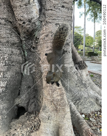公園裡好奇的松鼠 公園裡好奇的松鼠 108490112