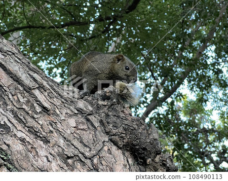 公園裡好奇的松鼠 公園裡好奇的松鼠 108490113