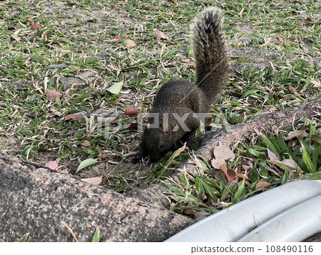公園裡好奇的松鼠 公園裡好奇的松鼠 108490116