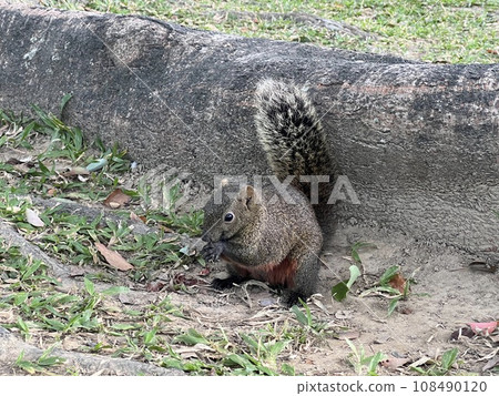 公園裡好奇的松鼠 公園裡好奇的松鼠 108490120