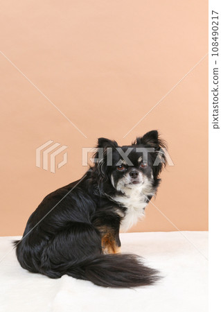 黑色棕褐色吉娃娃坐著回頭看 108490217