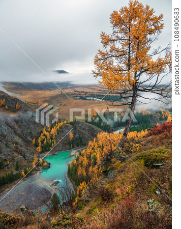 Stone hillside with larches trees in morning in thick low clouds. Mountainside with firs and autumn flora in mist. Fading autumn colors. Argut river. 108490683