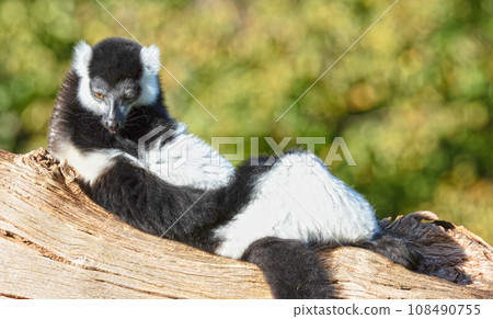 Endemic Black-and-white ruffed lemur Endemic Black-and-white ruffed lemur 108490755