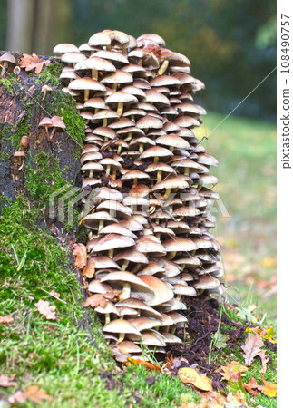 Group of brown mushrooms in a forest at autumn Group of brown mushrooms in a forest at autumn 108490757